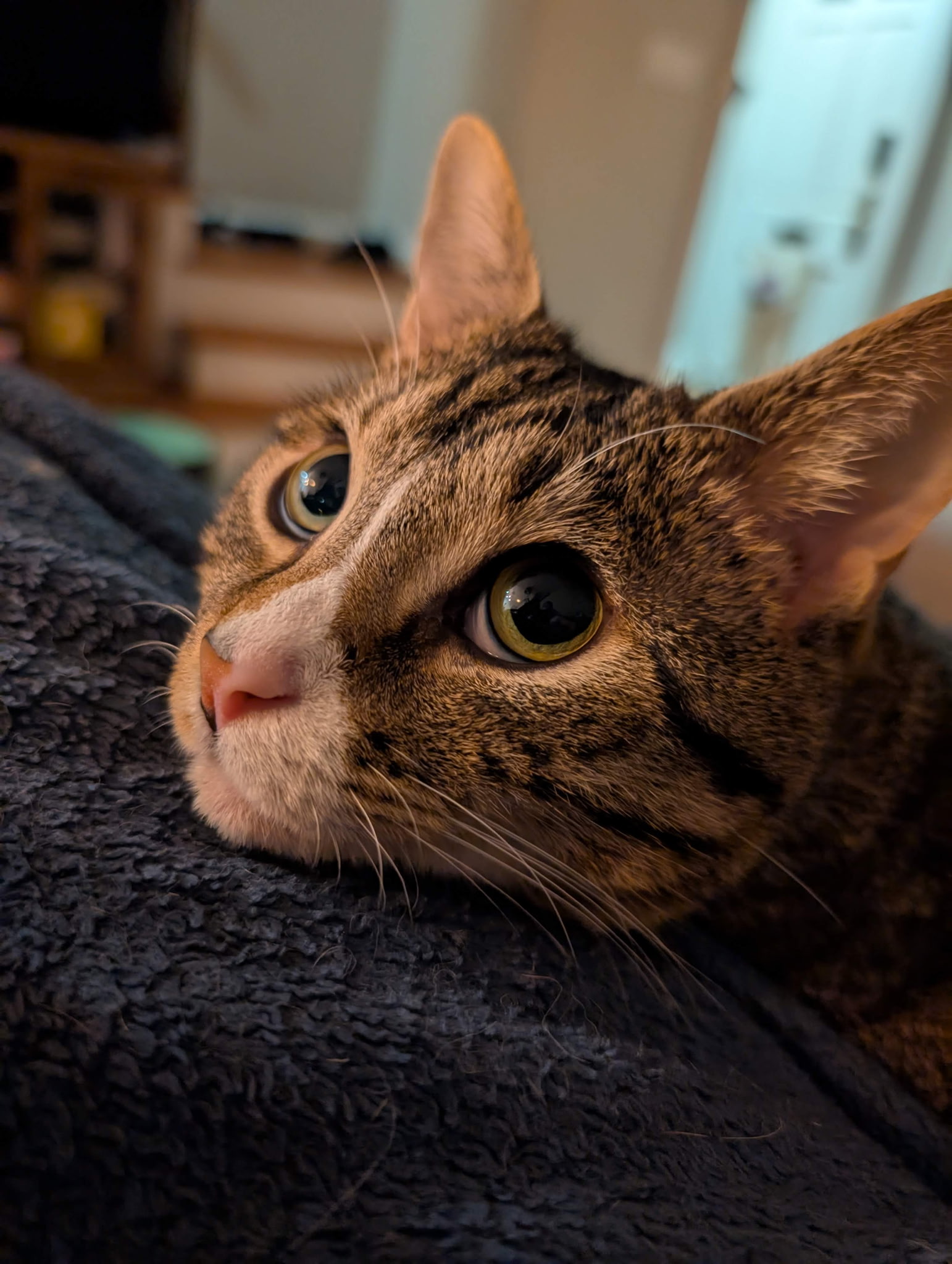 Mr. President portrait 2