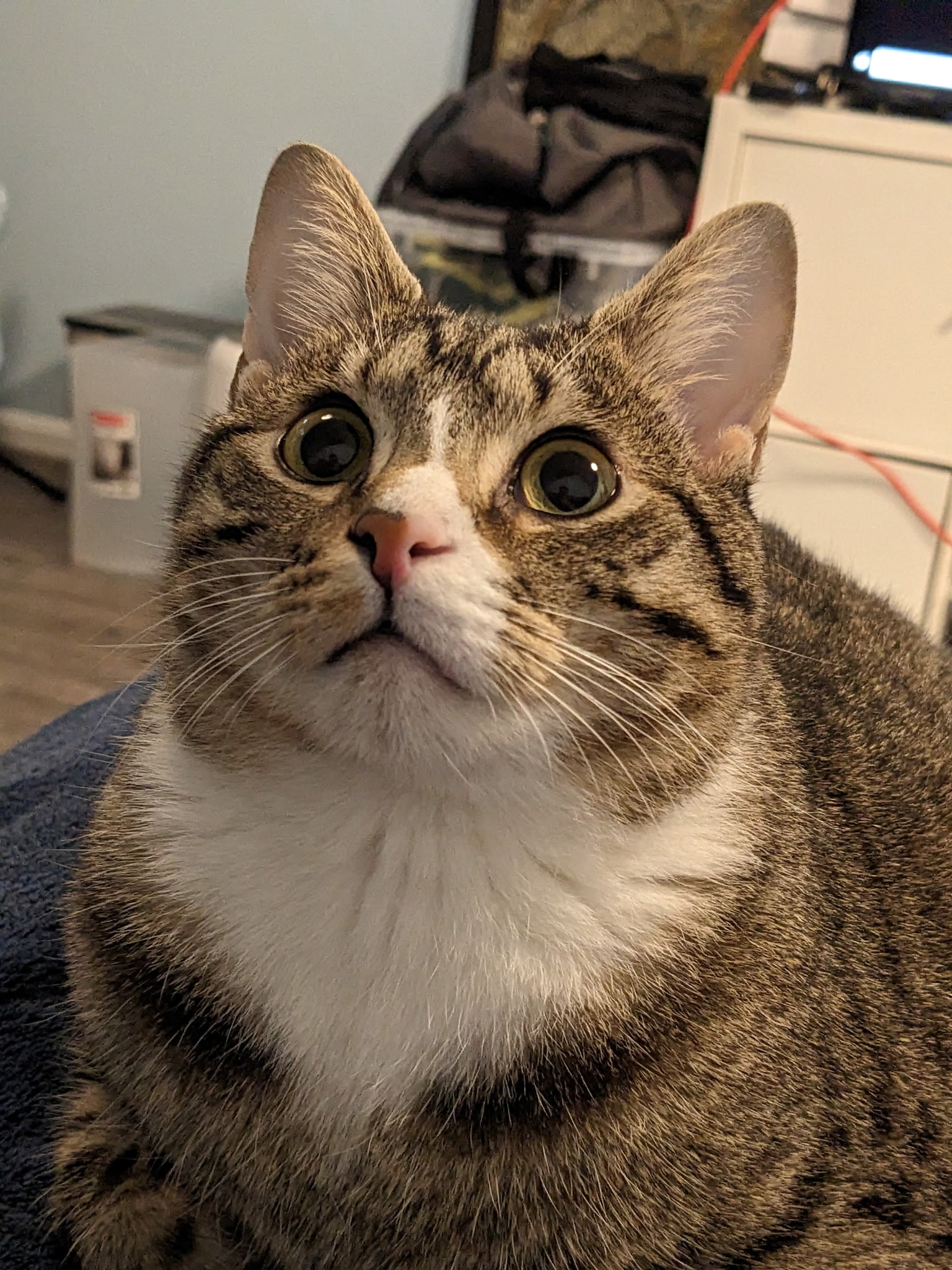 Mr. President portrait 4